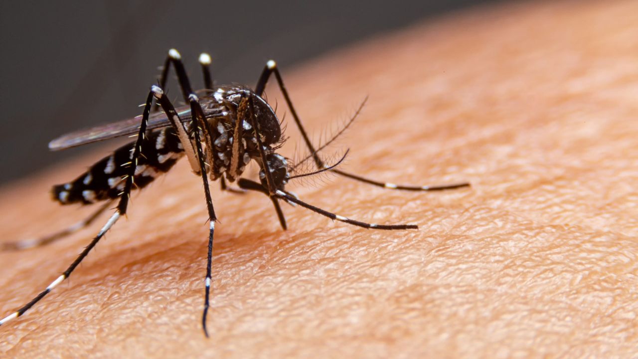Dengue: confia os principais sintomas e tratamentos disponíveis