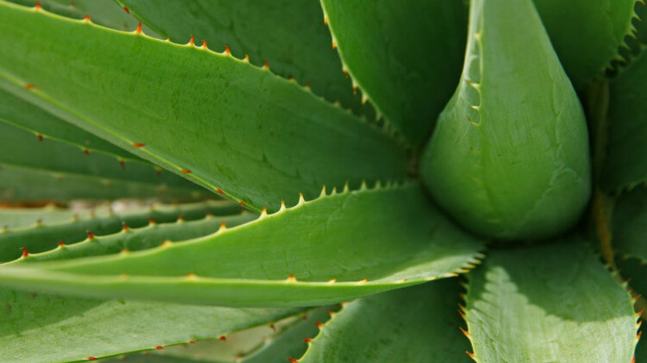 Crescimento dos cabelos: confira plantas que ajudam de forma natural